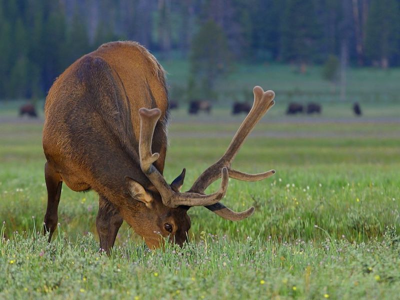 Photo of American elk at Yellowstone National Park